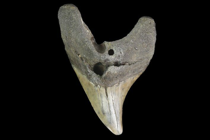Rare, Fossil Mackerel Shark (Parotodus) Tooth - Georgia #142298